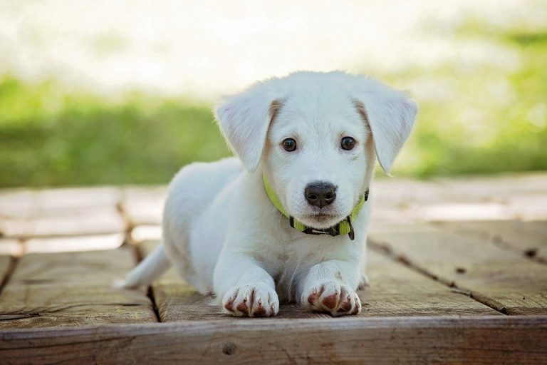 Gezonde puppy met glanzende vacht en actief gedrag, teken van goed welzijn
