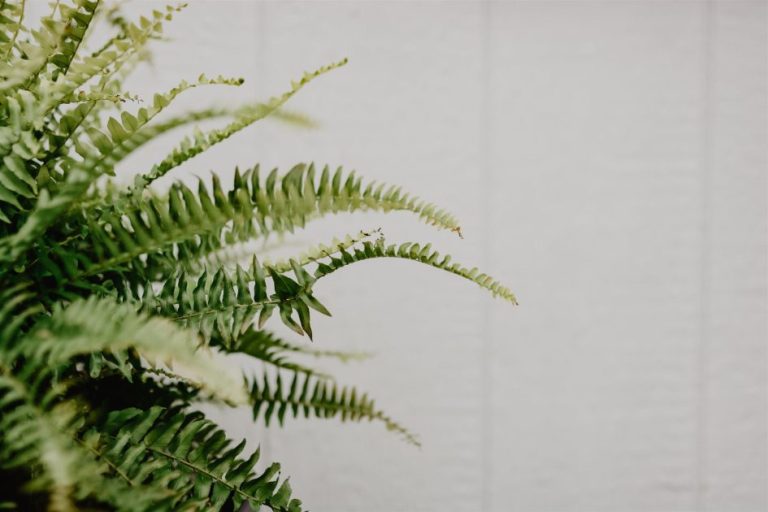 Bananenplant voor maak je eigen jungle effect met grote groene bladeren