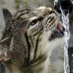 Kat drinkt uit een moderne drinkfontein met stromend water