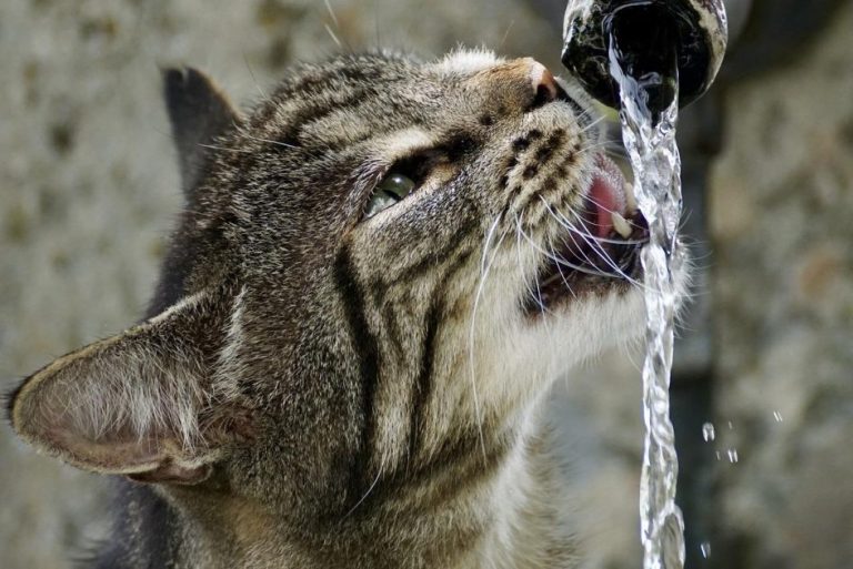 Kat drinkt uit een moderne drinkfontein met stromend water