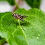 Care Plus Bio natuurlijke muggenbescherming met citroeneucalyptusolie en lavendelolie ingrediënten